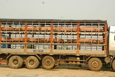 Phát hiện gần 7 tấn lợn nhiễm bệnh lở mồm, long móng.