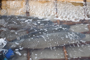 Làng cá lồng "hốt bạc" dịp đầu năm