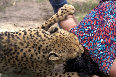 Kinh hoàng cảnh báo gặm cổ du khách