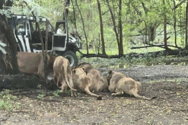 Nhân viên sở thú bị đàn sư tử tấn công tử vong trước mắt hàng chục du khách