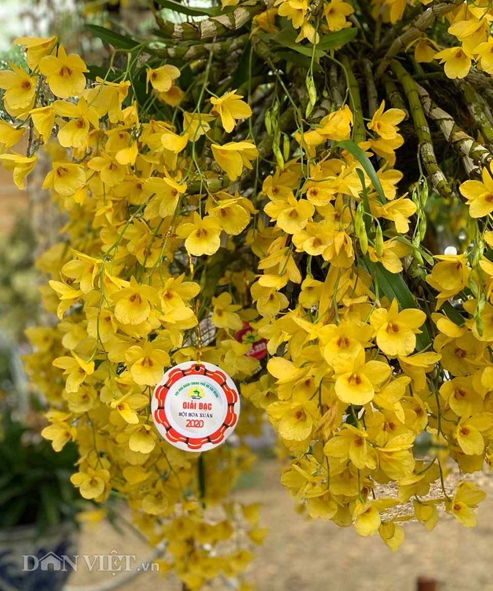 Giàn phong lan giả hạc thanh củi khủng của 9X Lâm Đồng - 8 Giàn phong lan giả hạc thanh củi khủng của 9X Lâm Đồng - 8