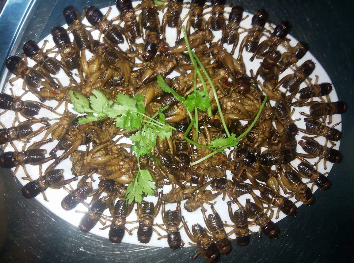 Côn trùng xấu lạ thành đặc sản, khách đổ mồ hôi thưởng thức ở Đồng Nai - 4 Côn trùng xấu lạ thành đặc sản, khách đổ mồ hôi thưởng thức ở Đồng Nai - 4