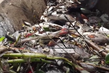 Đà Nẵng: Cá chết nổi đầy mặt sông Phú Lộc