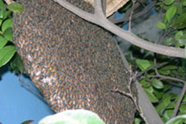 Tổ ong khổng lồ trên cây mai tứ quý