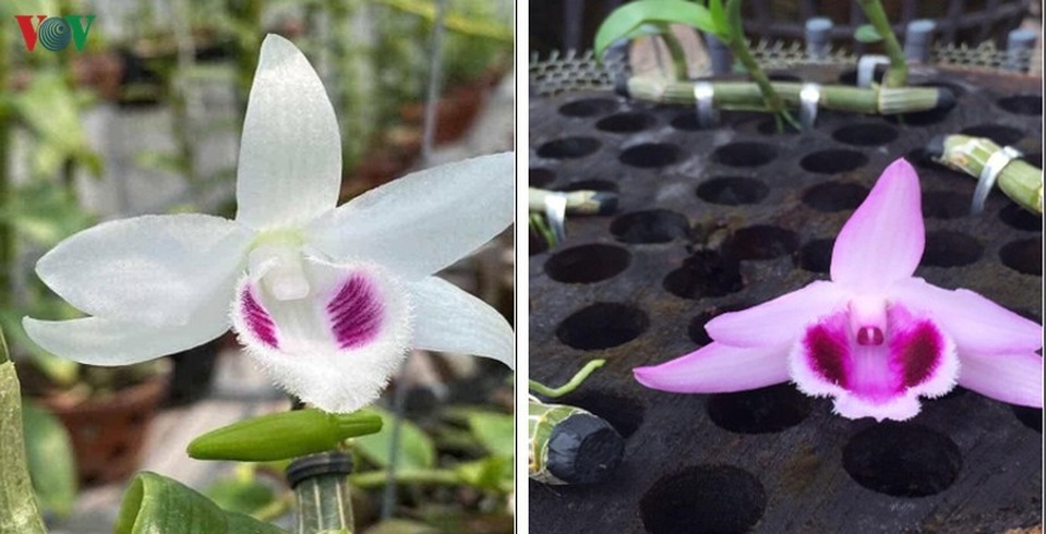 Bí quyết nhận diện lan đột biến tiền tỷ đang khuynh đảo thị trường - 7 Bí quyết nhận diện lan đột biến tiền tỷ đang khuynh đảo thị trường - 7