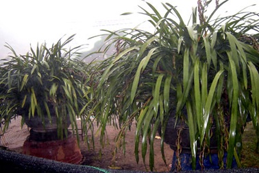 Địa lan Sa Pa đắt hàng vẫn không đủ cung ứng cho dịp Tết