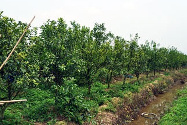 Phá sản, giám đốc đi làm thuê, làm vườn