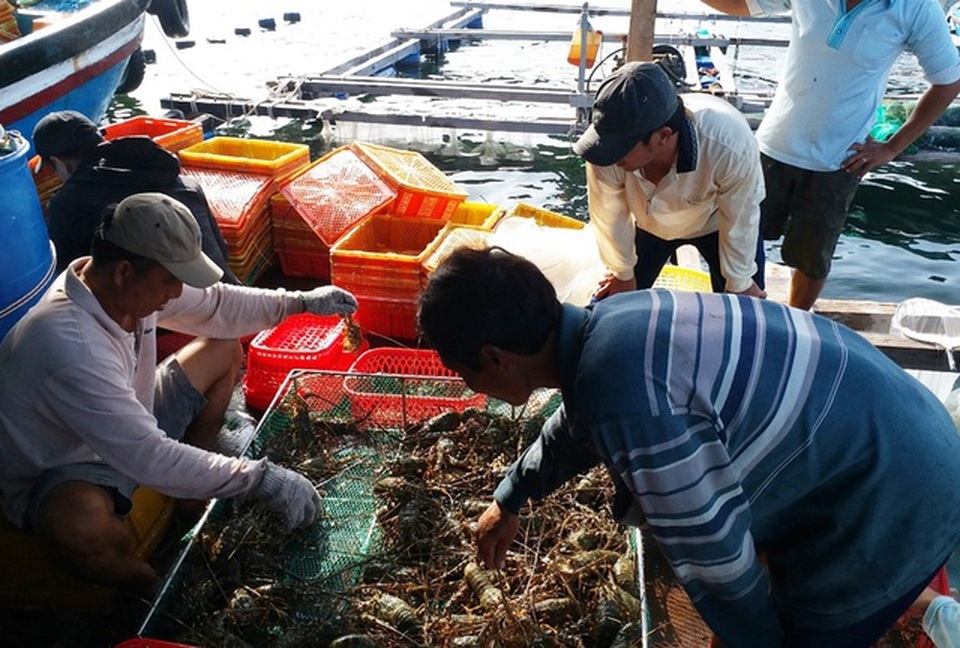 Buôn tôm hùm giải cứu giá 300 nghìn đồng/con vẫn lãi đậm - 1 Buôn tôm hùm giải cứu giá 300 nghìn đồng/con vẫn lãi đậm - 1
