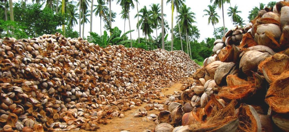 Biến vỏ dừa bị vứt đi làm thứ hữu ích, giúp cứu hàng triệu cây xanh - 2 Biến vỏ dừa bị vứt đi làm thứ hữu ích, giúp cứu hàng triệu cây xanh - 2