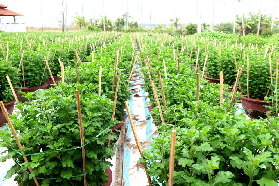Các làng hoa thấp thỏm chờ Tết Canh Tý 2020 - 2 Các làng hoa thấp thỏm chờ Tết Canh Tý 2020 - 2