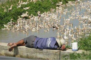 Ông lão bán vé số trúng độc đắc và cái kết về quê chăn vịt