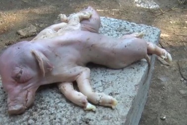 Lợn con đột biến với hai thân và tám chân ở Trung Quốc