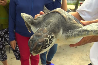 Từ chối bán rùa biển tiền triệu, ngư dân quyết thả về đại dương