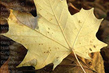 Những bản tình ca mùa lá rụng…