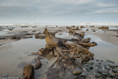 Cơn bão quét qua làm lộ khu rừng 4.500 năm tuổi bị chôn vùi dưới cát