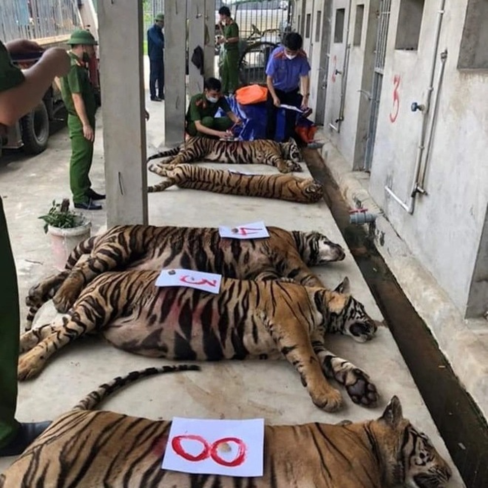 Những cuộc giải cứu động vật quý hiếm... kỳ lạ ở Việt Nam - 1 Những cuộc giải cứu động vật quý hiếm... kỳ lạ ở Việt Nam - 1