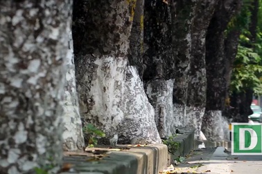 Hà Nội: Ngắm hàng cây cổ thụ bên hồ Thủ Lệ trước ngày di dời