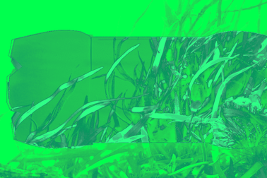 Vi sinh vật ăn cỏ biển có thể tạo ra nhựa phân hủy sinh học