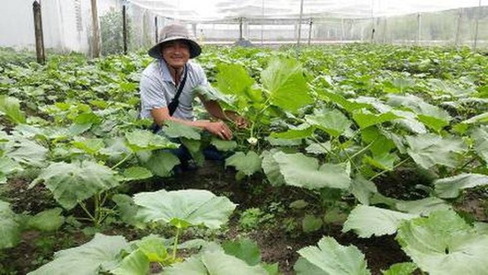 Bỏ việc ngân hàng lương cao về trồng rau 5 không lãi 100 triệu/tháng - 2 Bỏ việc ngân hàng lương cao về trồng rau 5 không lãi 100 triệu/tháng - 2