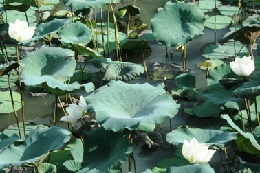 Quyến rũ mùa sen Cố đô 