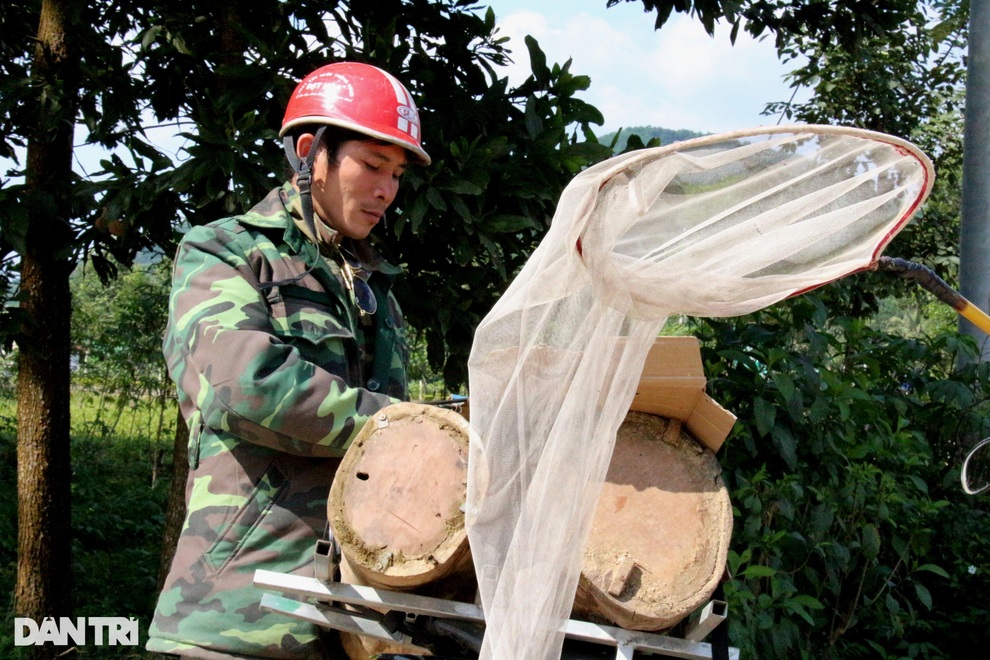 Thợ săn ong sứ nghe tiếng vỗ cánh, chờ tìm chiến binh - 3 Thợ săn ong sứ nghe tiếng vỗ cánh, chờ tìm chiến binh - 3