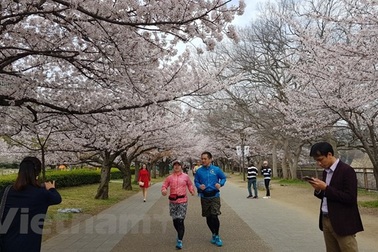 Ngất ngây với sắc hoa anh đào ở đất nước Mặt trời mọc