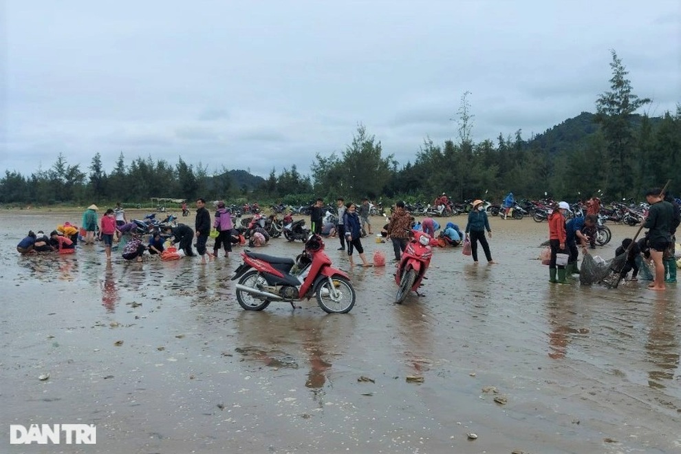 Sò dạt trắng bãi biển, người dân nhặt tiền triệu mỗi ngày - 1 Sò dạt trắng bãi biển, người dân nhặt tiền triệu mỗi ngày - 1