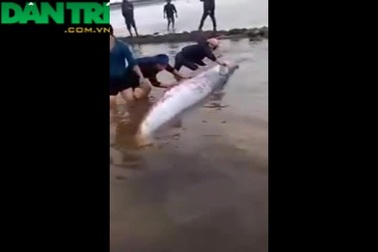 Video người dân giải cứu cá voi mắc cạn (nguồn youtube)