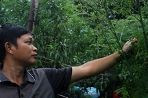 Cử nhân bỏ việc lương cao về quê nuôi lợn bằng thảo dược, kiếm tiền trăm triệu