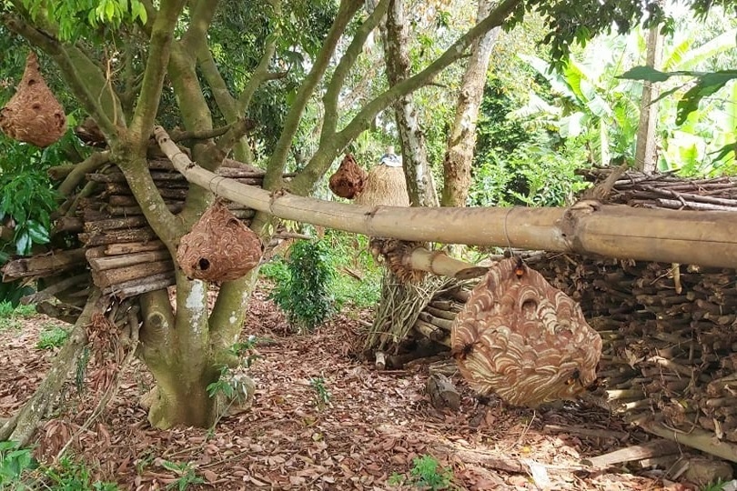 Chơi với ong vò vẽ, thu hàng chục triệu đồng - 1 Chơi với ong vò vẽ, thu hàng chục triệu đồng - 1