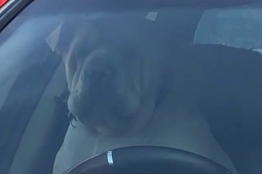 Chó bấm còi inh ỏi vì bị chủ bỏ quên trên xe ô tô