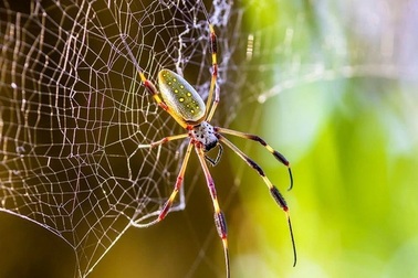 Tơ nhện có thể hỗ trợ điều trị ung thư