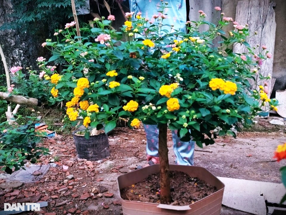 Người phụ nữ đơn thân biến cây dại thành hoa đẹp rực rỡ, kiếm tiền triệu - 5 Người phụ nữ đơn thân biến cây dại thành hoa đẹp rực rỡ, kiếm tiền triệu - 5