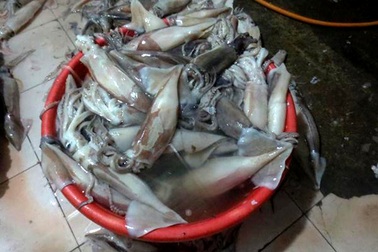 Phát hiện thủ đoạn dùng hóa chất “tẩy” trắng mực ươn