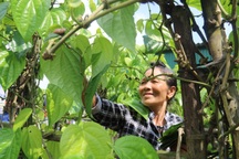 Về Hà Tĩnh xem nghề... "đếm lá, thu tiền"