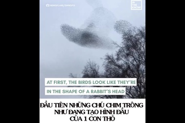 Đàn chim bay thành hình con thỏ