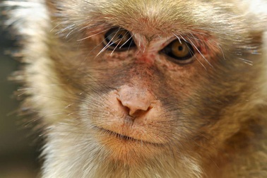 Các nhà khoa học đã có thể sử dụng AI để khám phá não khỉ