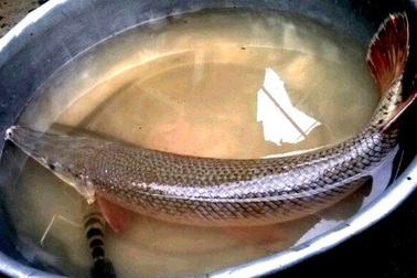 Người dân liên tục bắt được loài cá “lạ”