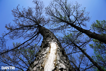 Cận cảnh khu rừng thông 2.000ha bị sâu róm tàn phá