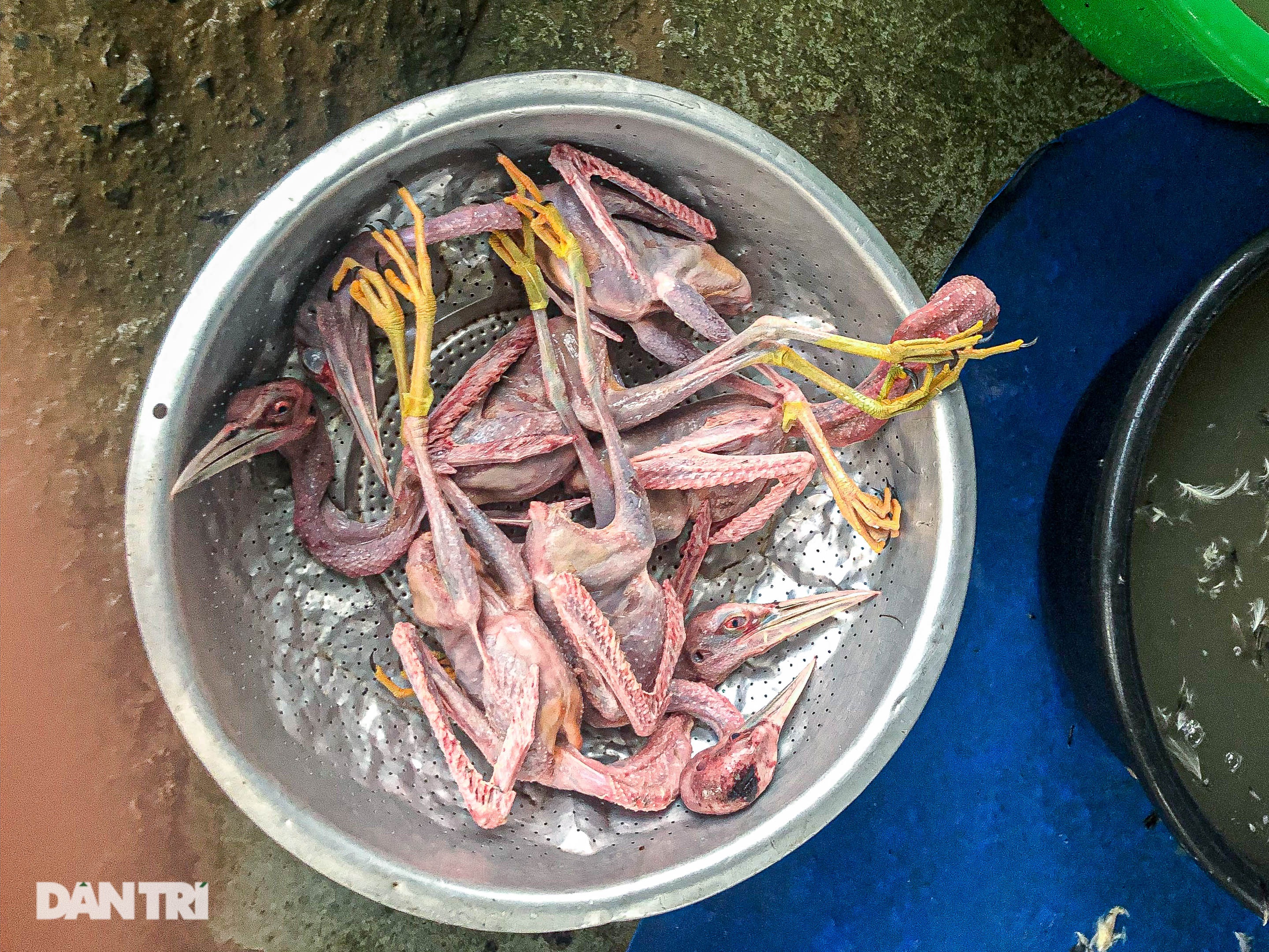हनोई में अधिकारियों से बचते हुए जंगली पक्षियों के व्यापार का हलचल भरा दृश्य - 4 Cảnh buôn bán chim trời tấp nập né cơ quan chức năng ở Hà Nội - 4