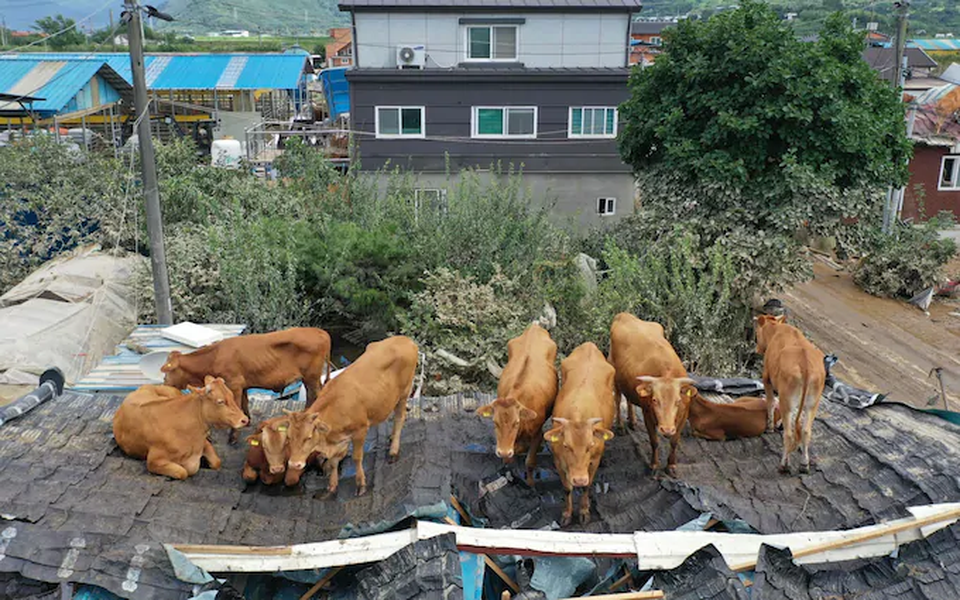 Giải cứu đàn bò mắc kẹt... trên mái nhà vì mưa lũ - 1 Giải cứu đàn bò mắc kẹt... trên mái nhà vì mưa lũ - 1
