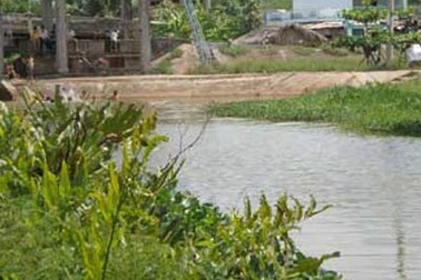 Hàng chục cá sấu sổng chuồng ở TPHCM