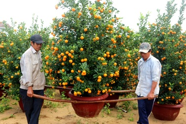“Thủ phủ” quất miền Trung tất bật đưa Tết xuống phố