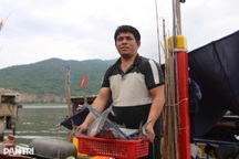 Ngư dân trúng mẻ cá 1 tấn, bán được 150 triệu đồng trước bão Kajiki