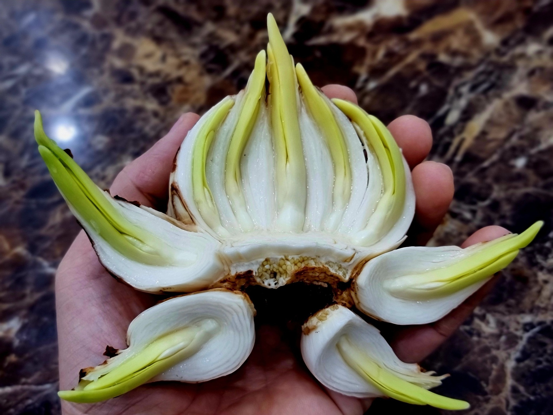 Kỳ công thú chơi hoa nhà giàu, canh thời gian nở đúng đêm giao thừa - 6 Kỳ công thú chơi hoa nhà giàu, canh thời gian nở đúng đêm giao thừa - 6