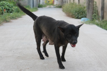 Bị chó cắn nhưng không tiêm phòng, 1 phụ nữ phát bệnh dại tử vong