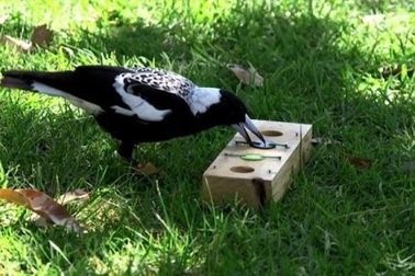 Sống thành bầy lớn giúp tăng cường trí thông minh của chim ác là