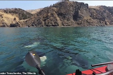 Video: Khoảnh khắc cá voi sát thủ bao vây thuyền Kayak