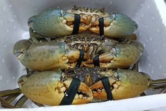 Phó Chủ tịch Cà Mau hỏi doanh nghiệp khó khăn “chí mạng” của ngành cua