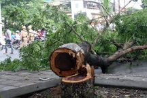 Hà Nội cử người bảo vệ cây sưa lớn